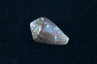 藏品(貓芋螺)的圖片